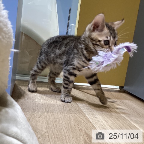 ベンガルの写真