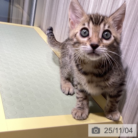 ベンガルの写真