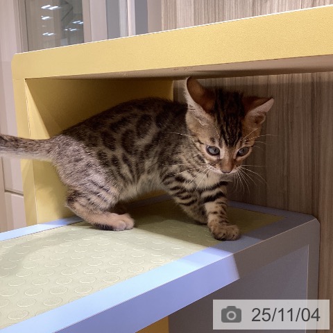 ベンガルの写真