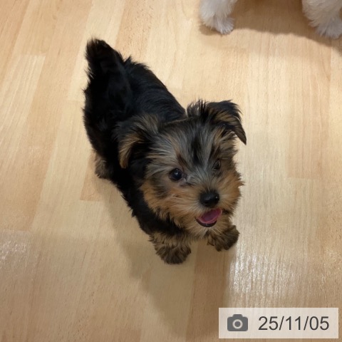 三重県のヨークシャーテリア (ペットプラス 四日市泊店/2025年8月31日生まれ/男の子/スチールブルータン)の子犬の4枚目の画像