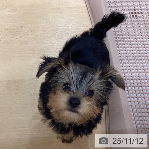 三重県のヨークシャーテリア (ペットプラス 四日市泊店/2025年8月31日生まれ/男の子/スチールブルータン)の子犬の3枚目の画像