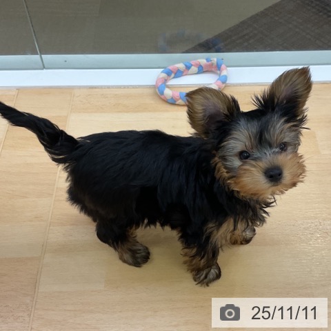 三重県のヨークシャーテリア (ペットプラス 津南店/2025年9月4日生まれ/男の子/スチールブルータン)の子犬の4枚目の画像