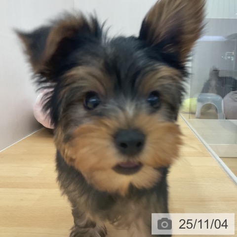 ヨークシャー・テリアの写真