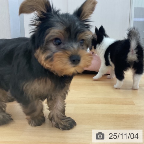 ヨークシャー・テリアの写真