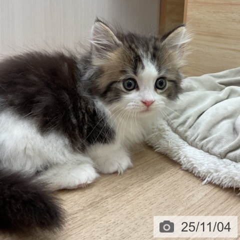 マンチカンの写真