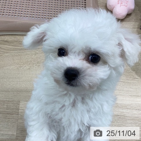 ビション・フリーゼの写真