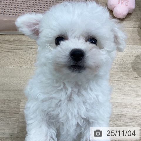 ビション・フリーゼの写真