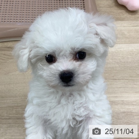 ビション・フリーゼの写真