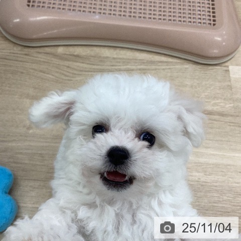 ビション・フリーゼの写真