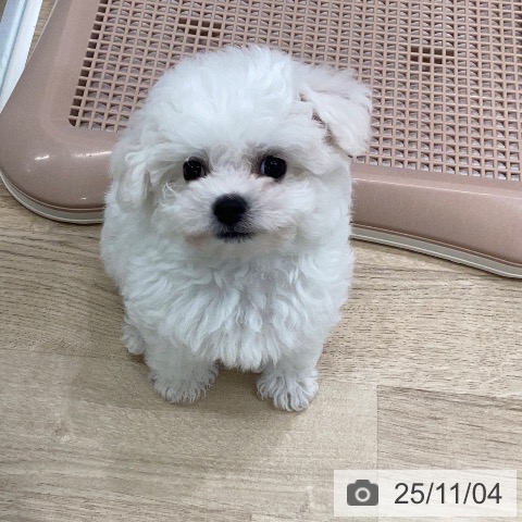 ビション・フリーゼの写真