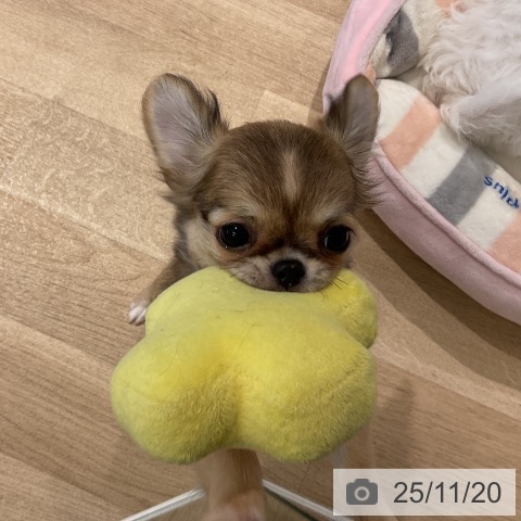 三重県のチワワ(ロング) (ペットプラス 鈴鹿店/2025年8月30日生まれ/女の子/レッドホワイト)の子犬の4枚目の画像