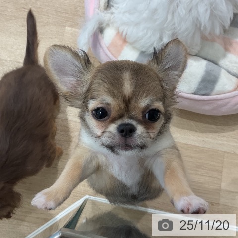 三重県のチワワ(ロング) (ペットプラス 鈴鹿店/2025年8月30日生まれ/女の子/レッドホワイト)の子犬の3枚目の画像