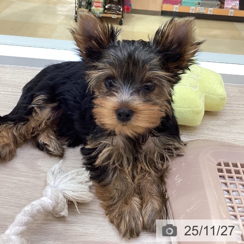 愛知県のヨークシャーテリア (ペットプラス 豊橋牧野店/2025年9月4日生まれ/女の子/スチールブルータン)の子犬の4枚目の画像