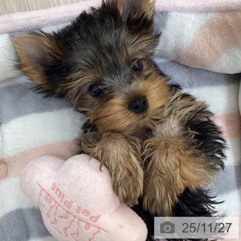 愛知県のヨークシャーテリア (ペットプラス 豊橋牧野店/2025年9月4日生まれ/女の子/スチールブルータン)の子犬の3枚目の画像