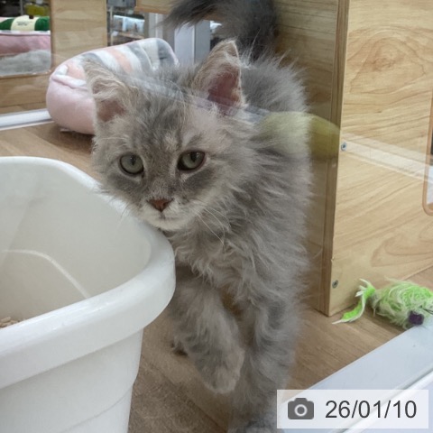 愛知県のセルカークレックス (ペットプラス 豊橋牧野店/2025年9月1日生まれ/男の子/ブルータビー)の子猫の4枚目の画像