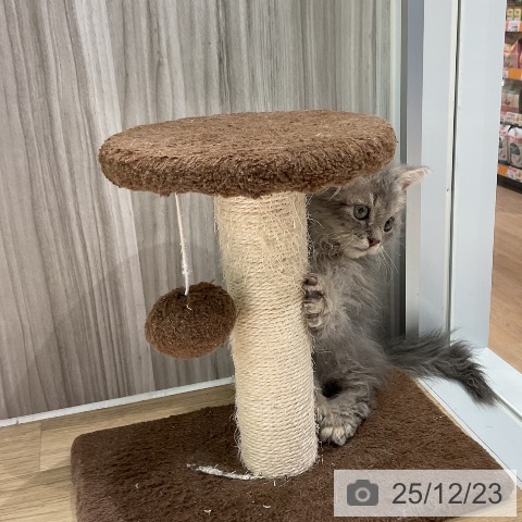 愛知県のセルカークレックス (ペットプラス イオンモール豊川店/2025年9月1日生まれ/男の子/ブルータビー)の子猫の3枚目の画像