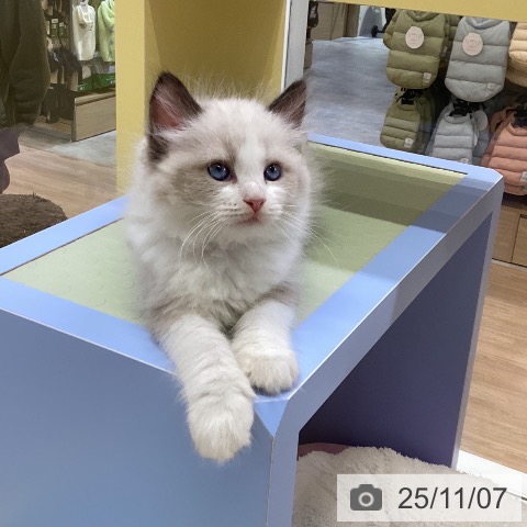 福井県のラグドール (ペットプラス 福井店/2025年9月4日生まれ/男の子/シールポイントバイカラー)の子猫の3枚目の画像