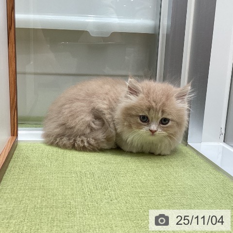 ミヌエットの写真