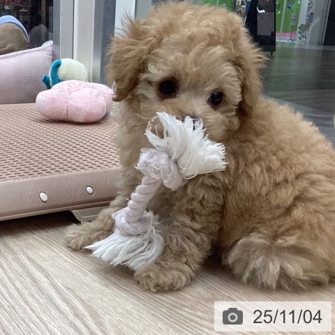 トイ・プードルの写真