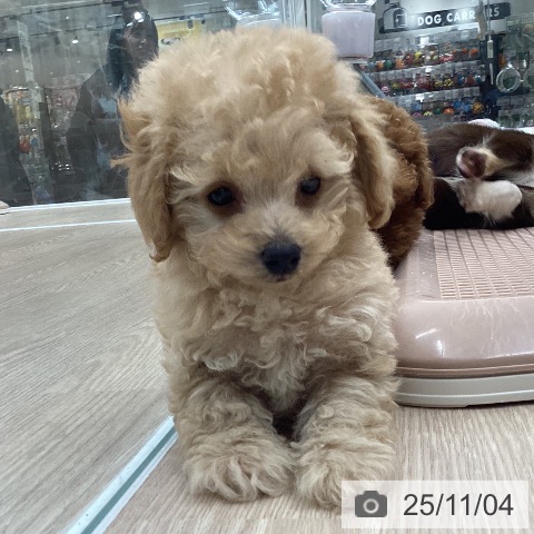 トイ・プードルの写真