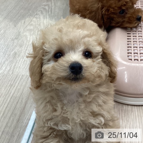 トイ・プードルの写真