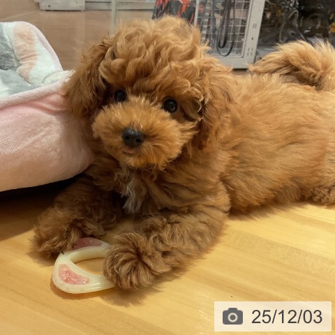 愛知県のトイプードル(トイ) (ペットプラス 名古屋茶屋店/2025年9月3日生まれ/男の子/レッド)の子犬の4枚目の画像