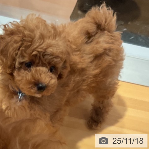 愛知県のトイプードル(トイ) (ペットプラス 名古屋茶屋店/2025年9月3日生まれ/男の子/レッド)の子犬の3枚目の画像