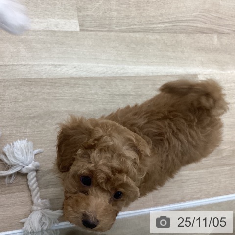 愛知県のトイプードル(トイ) (ペットプラス 東浦店/2025年9月3日生まれ/女の子/レッド)の子犬の4枚目の画像