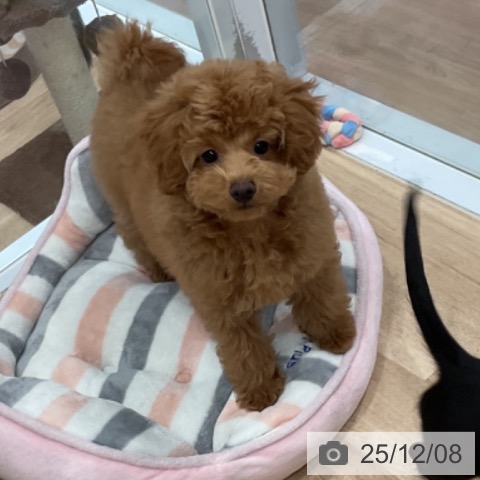 愛知県のトイプードル(トイ) (ペットプラス 東浦店/2025年9月3日生まれ/女の子/レッド)の子犬の3枚目の画像