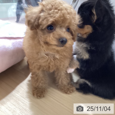 トイ・プードルの写真