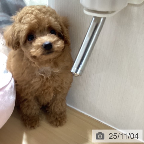 トイ・プードルの写真