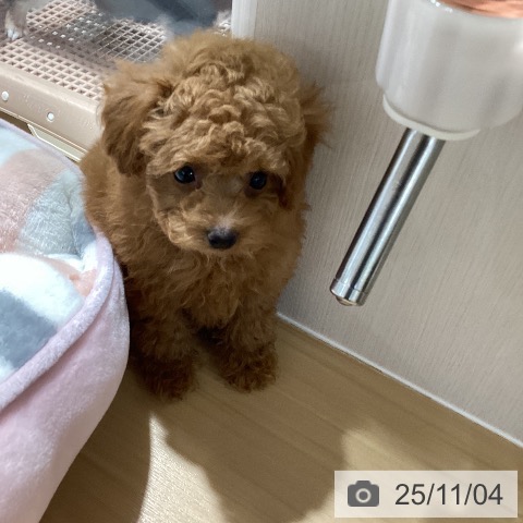 トイ・プードルの写真