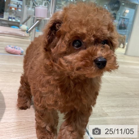 トイ・プードルの写真