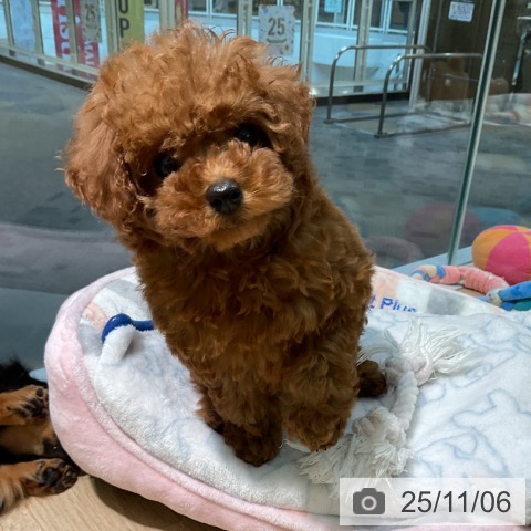 トイ・プードルの写真