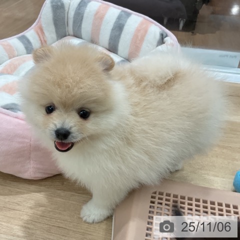 ポメラニアンの写真