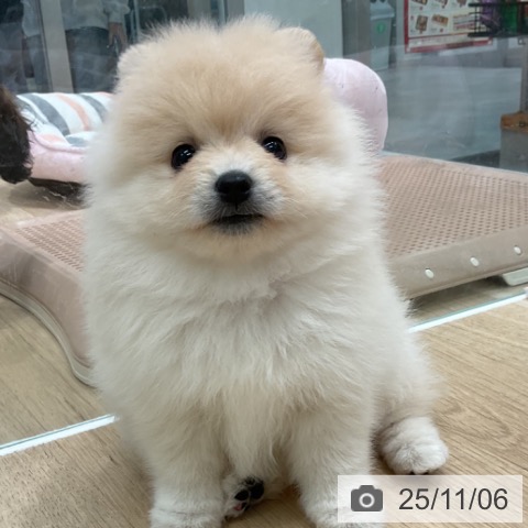 ポメラニアンの写真