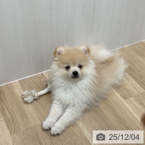 愛知県のポメラニアン (ペットプラス 熱田店/2025年9月4日生まれ/女の子/クリーム)の子犬の3枚目の画像