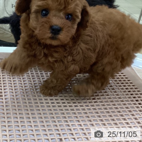 トイ・プードルの写真