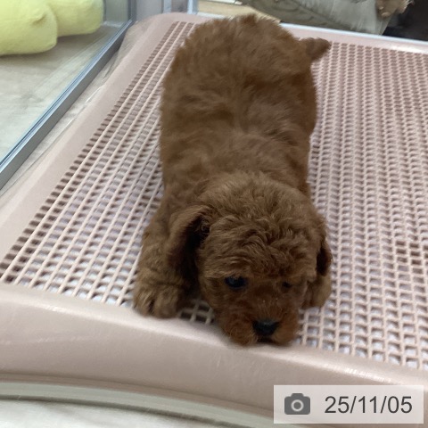 トイ・プードルの写真