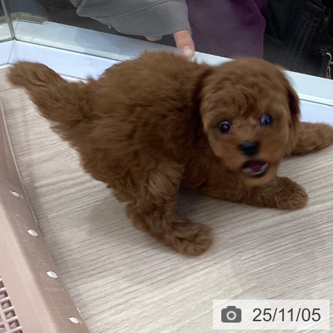 トイ・プードルの写真