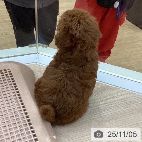 トイ・プードルの写真