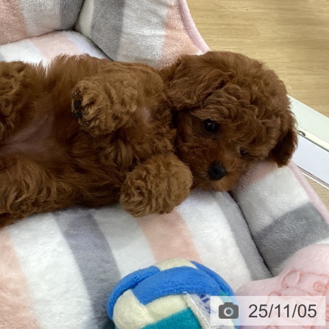 トイ・プードルの写真