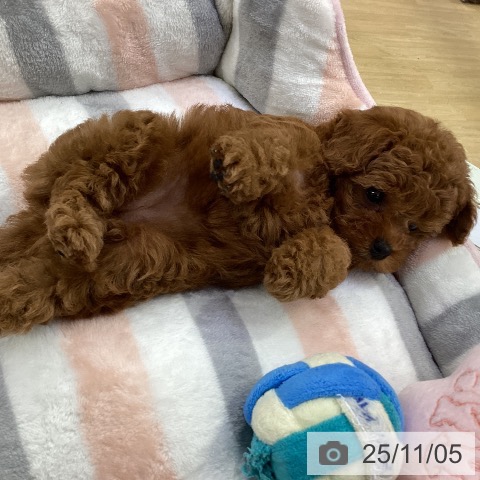 トイ・プードルの写真