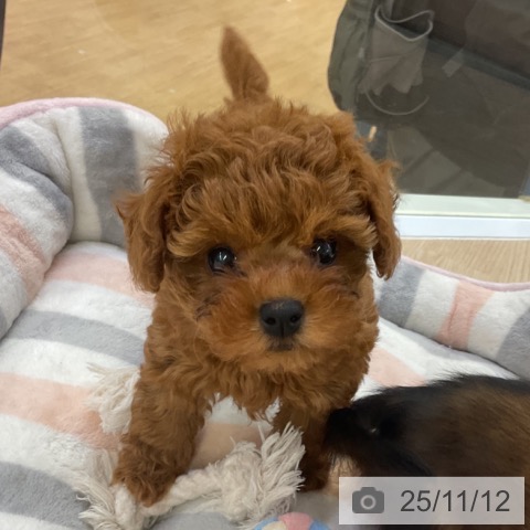 愛知県のトイプードル(トイ) (ペットプラス 熱田店/2025年9月5日生まれ/女の子/レッド)の子犬の3枚目の画像