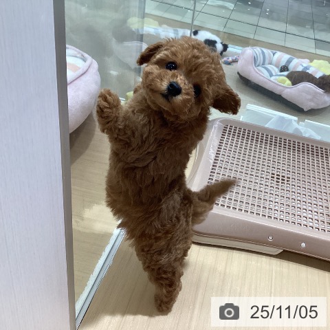 トイ・プードルの写真