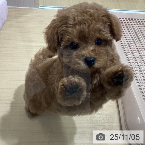 トイ・プードルの写真