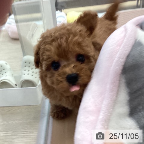 トイ・プードルの写真