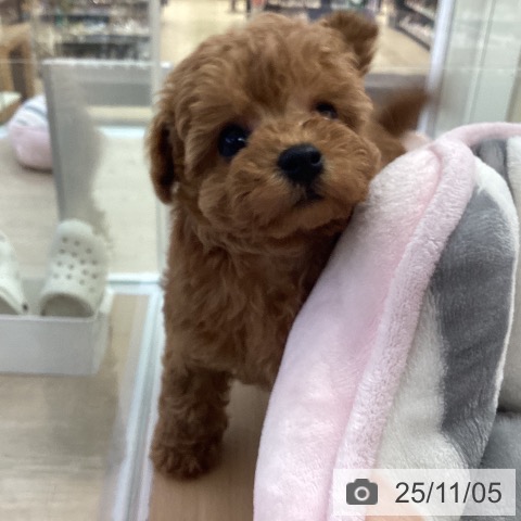 トイ・プードルの写真