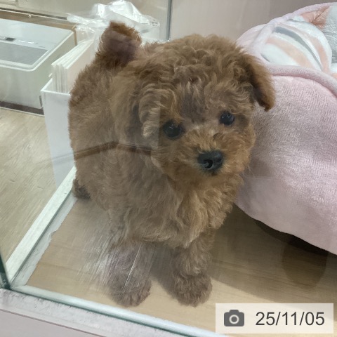 トイ・プードルの写真