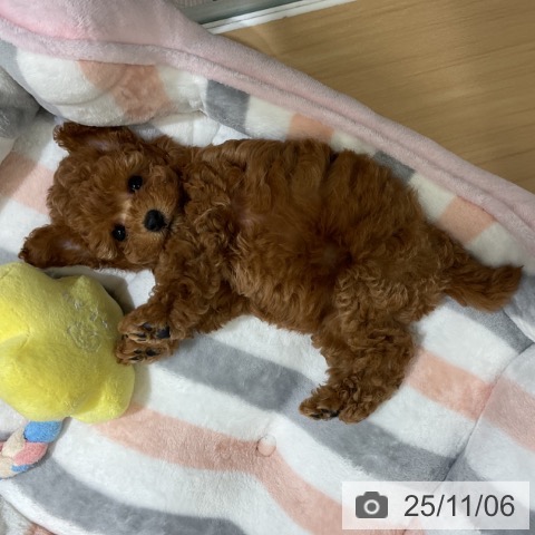 トイ・プードルの写真